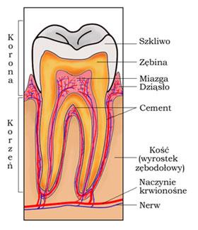 Budowa zęba